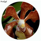 59usd Ngryise 50Pcs A Set Vanda concolor Orchid Flower Hot Seed DGF-S-LKD66