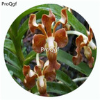 59usd Ngryise 50Pcs A Set Vanda subconcolor  Orchid Flower Hot Seed DGF-S-LKD67
