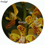 59usd Ngryise 50Pcs A Set Vandopsis gigantea Orchid Flower Hot Seed DGF-S-LKD68