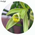 59usd Ngryise 50Pcs A Set Vanilla peanigoeia Ancer Orchid Flower Hot Seed DGF-S-LKD69