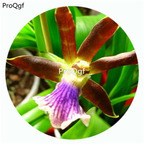 59usd Ngryise 50Pcs A Set Zygopetalums Orchid Flower Hot Seed DGF-S-LKD70