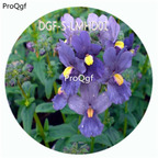 59usd Ngryise 100Pcs A Set Blue Color Nemesia Strumosa Flower Hot Seed DGF-S-LMHD01