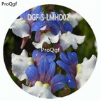 59usd Ngryise 100Pcs A Set Blue White Double Color Nemesia Strumosa Flower Hot Seed DGF-S-LMHD02