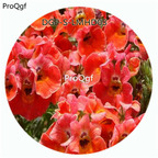 59usd Ngryise 100Pcs A Set Champagne Color Nemesia Strumosa Flower Hot Seed DGF-S-LMHD03