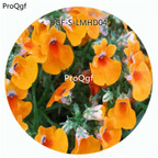 59usd Ngryise 100Pcs A Set Orange Color Nemesia Strumosa Flower Hot Seed DGF-S-LMHD04