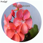 59usd Ngryise 100Pcs A Set Pink Color Nemesia Strumosa Flower Hot Seed DGF-S-LMHD05