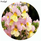 59usd Ngryise 100Pcs A Set Pink Yellow Double Color Nemesia Strumosa Flower Hot Seed DGF-S-LMHD06