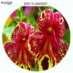 59usd Ngryise 100Pcs A Set Potted Red Yellow Double Color Nemesia Strumosa Flower Hot Seed DGF-S-LMHD07