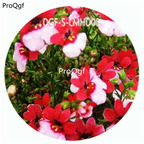59usd Ngryise 100Pcs A Set Red White Double Color Nemesia Strumosa Flower Hot Seed DGF-S-LMHD08