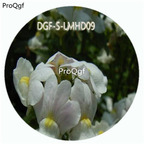 59usd Ngryise 100Pcs A Set White Color Nemesia Strumosa Flower Hot Seed DGF-S-LMHD09