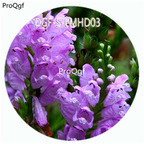 59usd Ngryise 100Pcs A Set  Physostegia Virginiana Flower Hot Seed DGF-S-LMHD10
