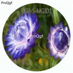 59usd Ngryise 3000Pcs A Set Blue Color Helichrysum Bracteatum Flower Hot Seed DGF-S-MGJD1