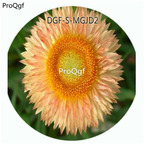 59usd Ngryise 3000Pcs A Set Champagne Color Helichrysum Bracteatum Flower Hot Seed DGF-S-MGJD2