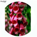 19usd Ngryise 3000Pcs A Set Dark Red Color Digitalis Purpurea Flower Hot Seed DGF-S-MDHD1
