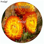 59usd Ngryise 3000Pcs A Set Orange Color Helichrysum Bracteatum Flower Hot Seed DGF-S-MGJD3
