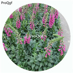 59usd Ngryise 3000Pcs A Set Purple Color Digitalis Purpurea Flower Hot Seed DGF-S-MDHD2