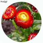 19usd Ngryise 3000Pcs A Set Red Color Helichrysum Bracteatum Flower Hot Seed DGF-S-MGJD4