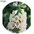 19usd Ngryise 3000Pcs A Set White Color Digitalis Purpurea Flower Hot Seed DGF-S-MDHD3