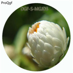 19usd Ngryise 3000Pcs A Set White Color Helichrysum Bracteatum Flower Hot Seed DGF-S-MGJD5