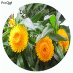 19usd Ngryise 3000Pcs A Set Yellow Color Helichrysum Bracteatum Flower Hot Seed DGF-S-MGJD6