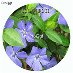 19usd Ngryise 100Pcs A Set Blue Color Catharanthus Roseus Flower Hot Seed DGF-S-RRCD1
