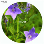 19usd Ngryise 100Pcs A Set Blue Color Quamoclit Pennata Flower Hot Seed DGF-S-LLD1