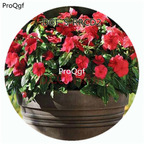 19usd Ngryise 100Pcs A Set Dark Red Color Catharanthus Roseus Flower Hot Seed DGF-S-RRCD2