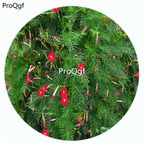 19usd Ngryise 100Pcs A Set Dark Red Color Quamoclit Pennata Flower Hot Seed DGF-S-LLD2