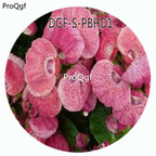 19usd Ngryise 100Pcs A Set Light Purple Color Dicentra Spectabilis Flower Hot Seed DGF-S-PBHD1