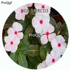 19usd Ngryise 100Pcs A Set Pink Color Catharanthus Roseus Flower Hot Seed DGF-S-RRCD3