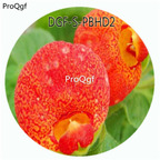 19usd Ngryise 100Pcs A Set Potted Red Color Dicentra Spectabilis Flower Hot Seed DGF-S-PBHD2