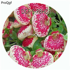 59usd Ngryise 100Pcs A Set Potted Watermelon Red White Color Dicentra Spectabilis Flower Hot Seed DGF-S-PBHD3