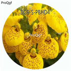19usd Ngryise 100Pcs A Set Potted Yellow Color Dicentra Spectabilis Flower Hot Seed DGF-S-PBHD4