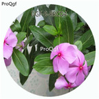19usd Ngryise 100Pcs A Set Purple Color Catharanthus Roseus Flower Hot Seed DGF-S-RRCD4