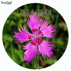 19usd Ngryise 100Pcs A Set Purple Color Dianthus Superbus Flower Hot Seed DGF-S-QXMD1