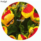 19usd Ngryise 100Pcs A Set Red With Yellow Edge Color Dicentra Spectabilis Flower Hot Seed DGF-S-PBHD5