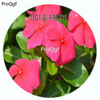 19usd Ngryise 100Pcs A Set Watermelon Red Color Catharanthus Roseus Flower Hot Seed DGF-S-RRCD5
