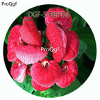 19usd Ngryise 100Pcs A Set Watermelon Red Color Dicentra Spectabilis Flower Hot Seed DGF-S-PBHD6
