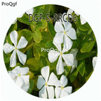 19usd Ngryise 100Pcs A Set White Color Catharanthus Roseus Flower Hot Seed DGF-S-RRCD6