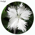 19usd Ngryise 100Pcs A Set White Color Dianthus Superbus Flower Hot Seed DGF-S-QXMD2