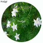 19usd Ngryise 100Pcs A Set White Color Quamoclit Pennata Flower Hot Seed DGF-S-LLD4