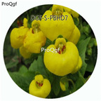 19usd Ngryise 100Pcs A Set Yellow Color Dicentra Spectabilis Flower Hot Seed DGF-S-PBHD7