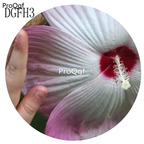 19usd white with purple edge Ngryise 500Pcs A Set Hibiscus Syriacus Flower Seed Hot