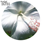 19usd pure white Ngryise 500Pcs A Set Hibiscus Syriacus Flower Seed Hot