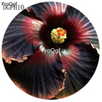 19usd double brown Ngryise 500Pcs A Set Hibiscus Syriacus Flower Seed Hot