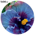 19usd double blue Ngryise 500Pcs A Set Hibiscus Syriacus Flower Seed Hot