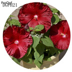 19usd pure dark red Ngryise 500Pcs A Set Hibiscus Syriacus Flower Seed Hot