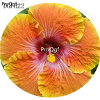 19usd susu orange Ngryise 500Pcs A Set Hibiscus Syriacus Flower Seed Hot