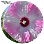 19usd white with pink edge Ngryise 500Pcs A Set Hibiscus Syriacus Flower Seed Hot