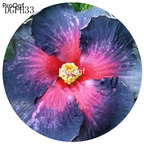 19usd pink with blue edge Ngryise 500Pcs A Set Hibiscus Syriacus Flower Seed Hot